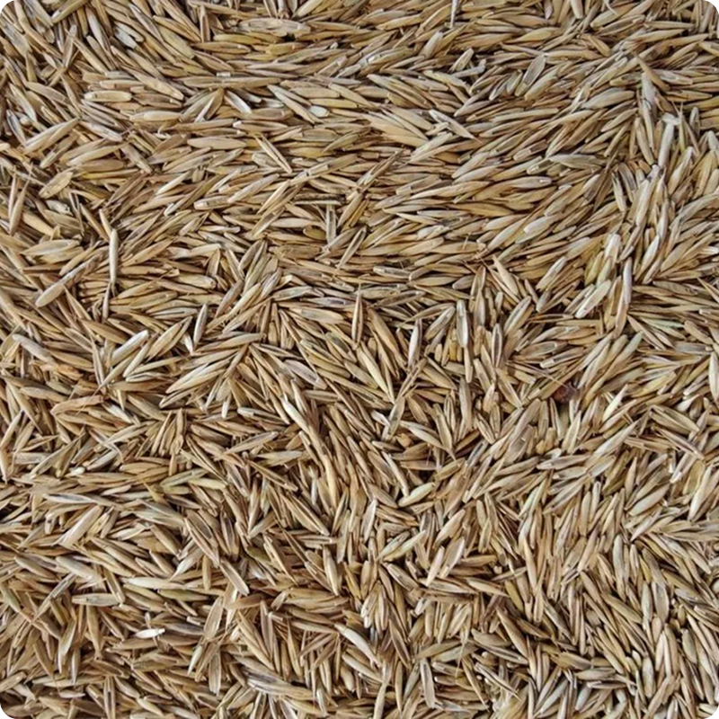 Grass Seed