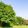 Tree removal Eastern Ontario