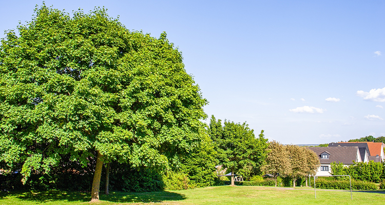 Tree removal Eastern Ontario