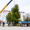 Large crane hoisting a big evergreen conifer during a landscaping tree delivery service in Russell.