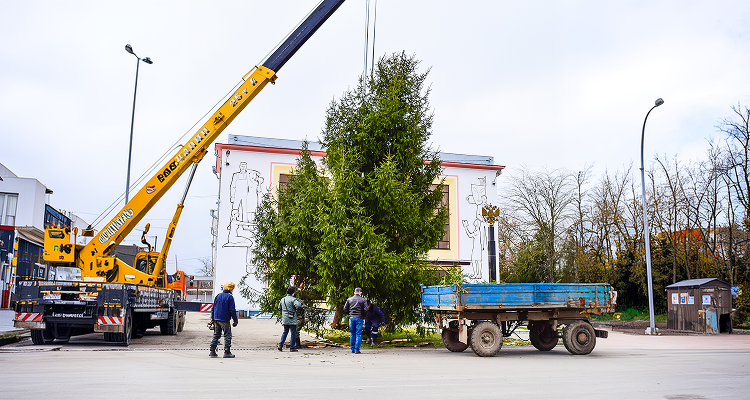 Large crane hoisting a big evergreen conifer during a landscaping tree delivery service in Russell.